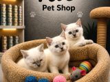 Mükemmel A Kalite British Shorthair Blue Point Yavrularımız