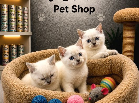 Mükemmel A Kalite British Shorthair Blue Point Yavrularımız görsel