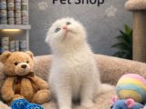 Mükemmel A Kalite Scottish Fold Yavrularımız