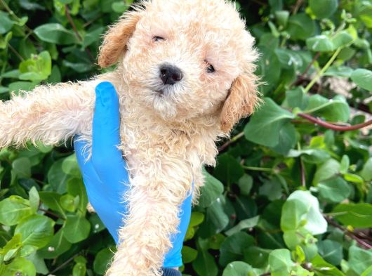 Uygun Fiyat Son Yavrular Aprıcot Poodle Yavrular Teslim