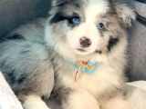 Resmi işletmeden bordercollie yavruları