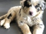 Resmi Işletmeden Bordercollie Yavruları