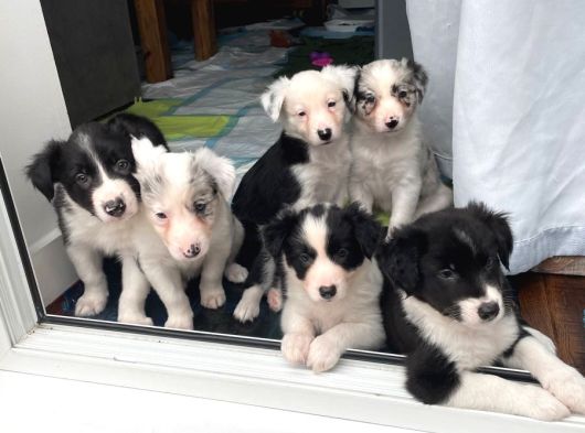 Resmi Işletmeden Bordercollie Yavruları görsel