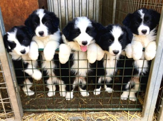 Resmi Işletmeden Bordercollie Yavruları görsel