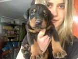 Doberman Yavrularımız