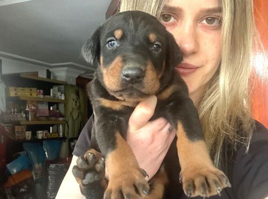 Doberman Yavrularımız görsel