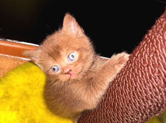 Chocolate British Shorthair görsel