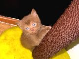 Chocolate British Shorthair