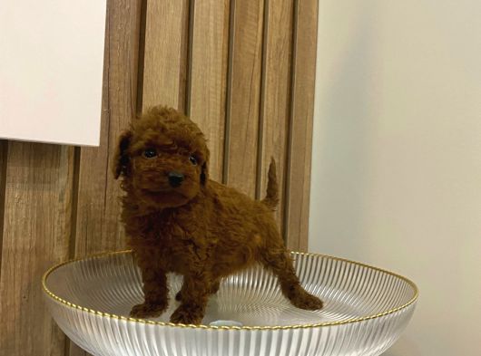 Son Kalan Tea Cup Bebeğim Yeni Yuvasını Arıyor görsel