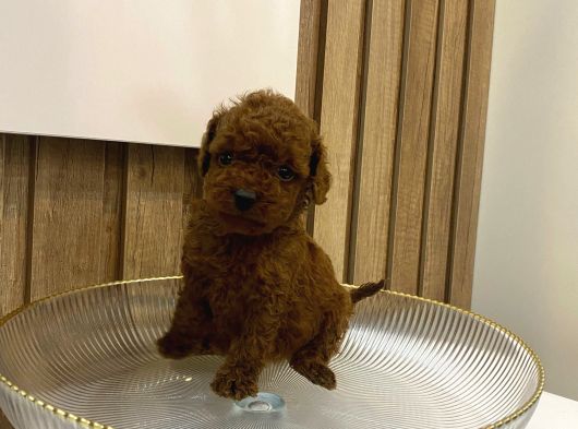 Son kalan tea cup bebeğim yeni yuvasını arıyor
