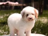 Mini Labradoodle Yavrumuz Panda