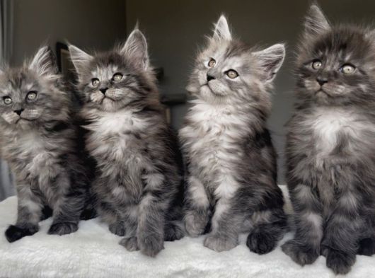 Blacksmoke maine Coon Yavruları -Granddesign Cattery