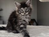 Blacksmoke Maine Coon Yavruları -Granddesign Cattery