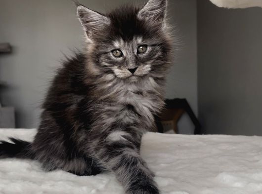 Blacksmoke Maine Coon Yavruları -Granddesign Cattery görsel