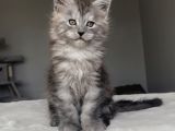 Blacksmoke Maine Coon Yavruları -Granddesign Cattery