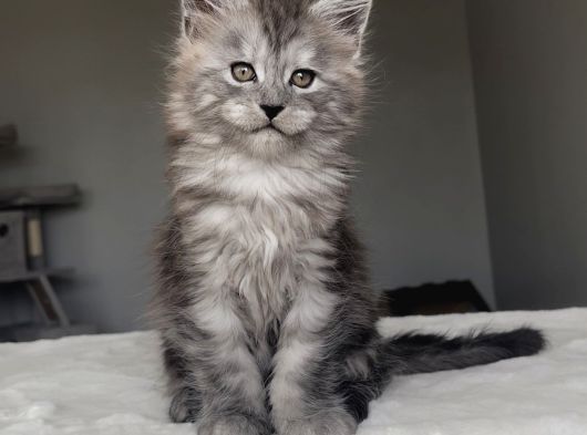 Blacksmoke Maine Coon Yavruları -Granddesign Cattery görsel