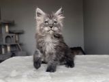 Blacksmoke Maine Coon Yavruları -Granddesign Cattery