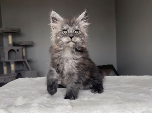 Blacksmoke Maine Coon Yavruları -Granddesign Cattery görsel