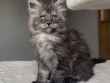 Blacksmoke Maine Coon Yavruları -Granddesign Cattery