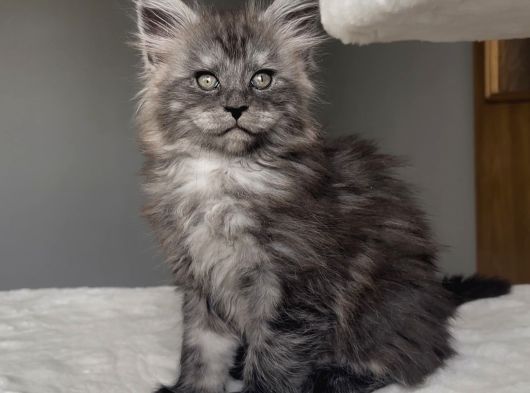 Blacksmoke Maine Coon Yavruları -Granddesign Cattery görsel