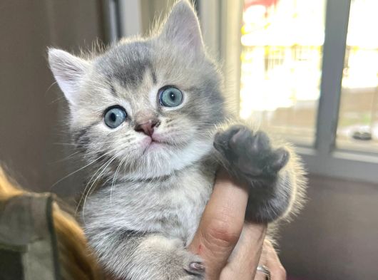 British Shorthair Safkan Sağlıklı 2 Aylık Yavrularımız