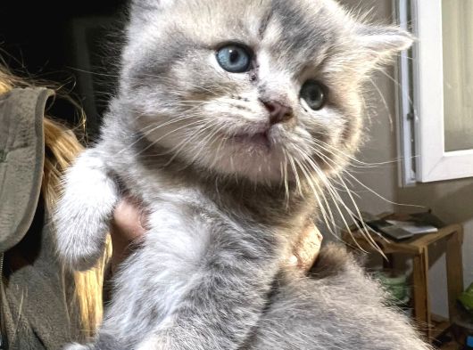 British Shorthair Safkan Sağlıklı 2 Aylık Yavrularımız görsel