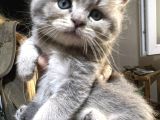 British Shorthair Safkan Sağlıklı 2 Aylık Yavrularımız