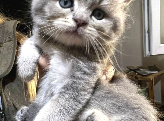 British Shorthair Safkan Sağlıklı 2 Aylık Yavrularımız görsel
