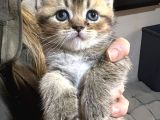 British Shorthair Safkan Sağlıklı 2 Aylık Yavrularımız