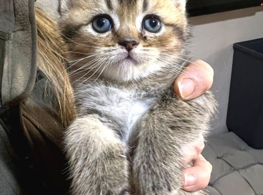 British Shorthair Safkan Sağlıklı 2 Aylık Yavrularımız görsel