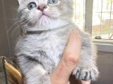 British Shorthair Safkan Sağlıklı 2 Aylık Yavrularımız