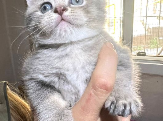 British Shorthair Safkan Sağlıklı 2 Aylık Yavrularımız görsel