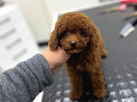 Kore Kan Orjinal Toy Poodle Erkek görsel
