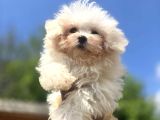 Sağlık ve ırk garantili maltese Terrier
