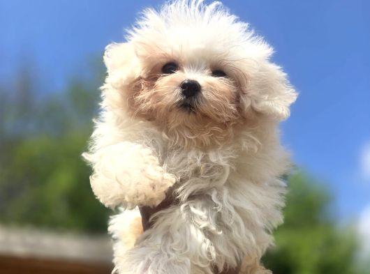 Sağlık ve ırk garantili maltese Terrier