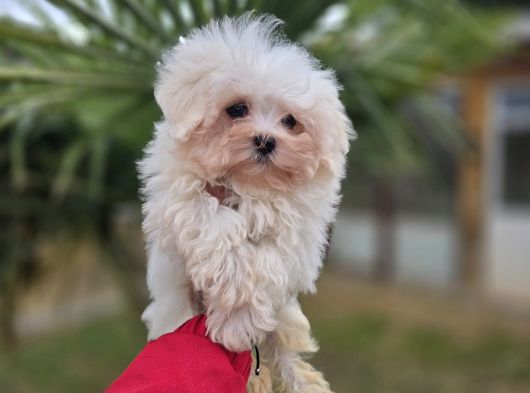 Bebek suratlı maltese terrier yavrular