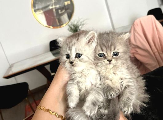 British Longhair Yavrular görsel