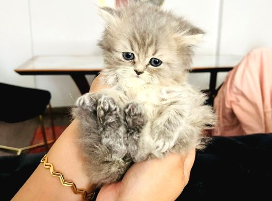 British Longhair Yavrular görsel