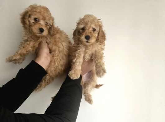 Poodle Yavrular görsel