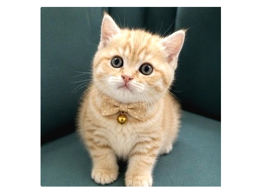 British Shorthair Yavrular