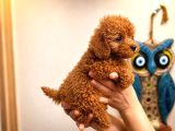 Safkan Red Toy Ve Micro Poodle Yavruları - Sağlıklı Aşılı