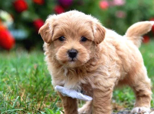 Kahve Tonlu Malti̇poo Ci̇nsi̇ Yavrular görsel