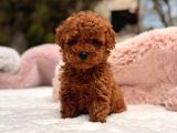 TOY POODLE SEVİMLİ YAVRULAR EV ÜRETİMİ