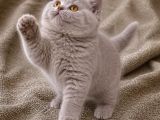 İthal - Kalite Koca Yanaklı Lilac British Shorthair Yavru