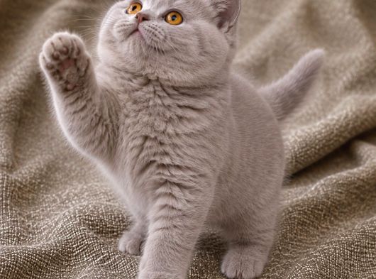 İthal - Kalite Koca Yanaklı Lilac British Shorthair Yavru görsel