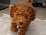4 Aylık Toy Poodle