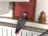 5 yaşında papağan kafesiyle birlikte verilecektir