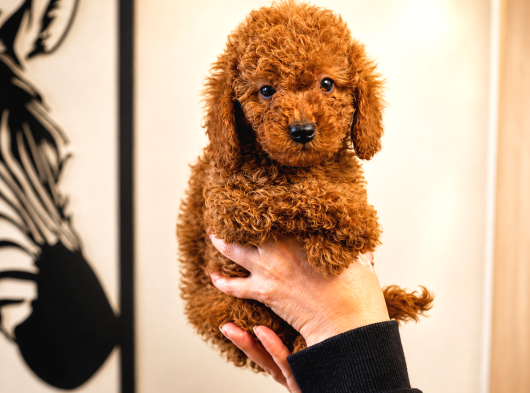 Safkan Red Toy ve Micro Poodle Yavruları - Sağlıklı Aşılı