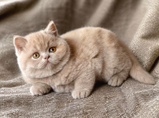 İthal - Kalite Koca Yanaklı Lilac British Shorthair Yavru