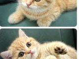 British Shorthair Yavrular
